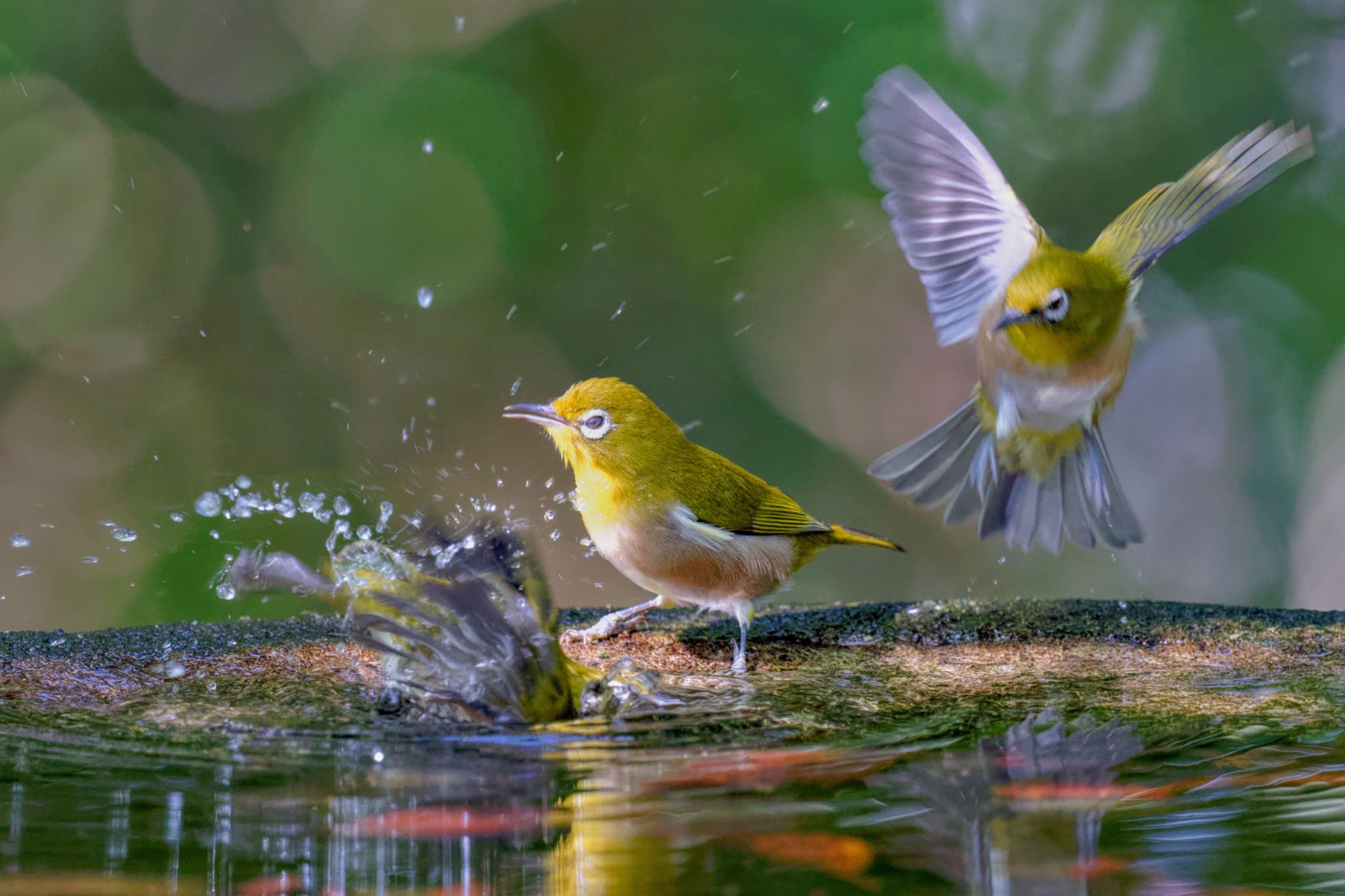 Warbling White-eye