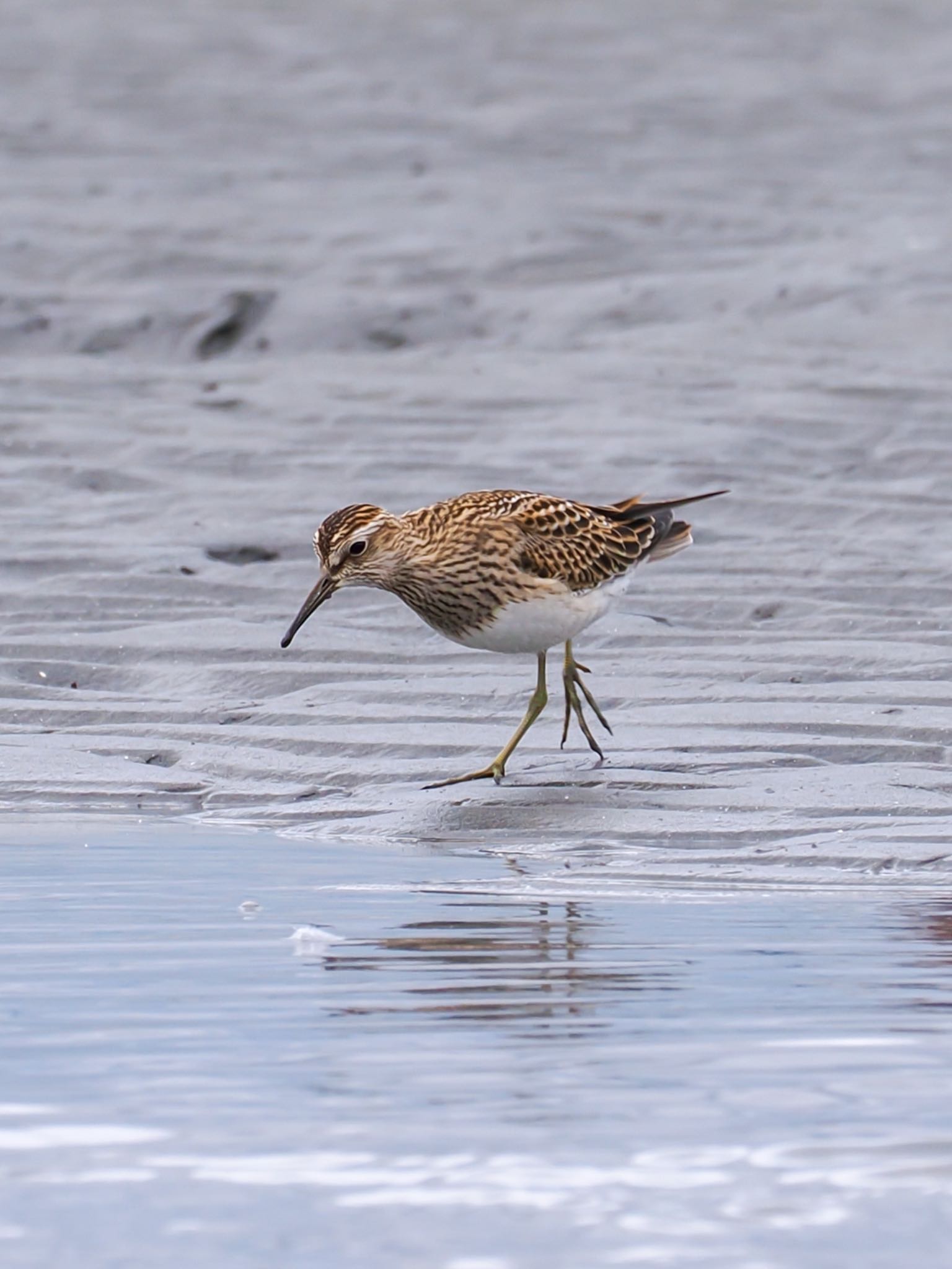 Photo of Pectoral Sandpiper at Sambanze Tideland by daffy@お散歩探鳥＆遠征探鳥♪