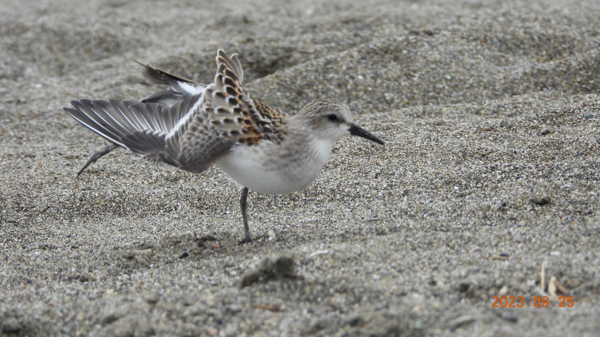 葛西臨海公園 トウネンの写真