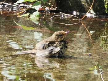 2023年9月25日(月) 河口湖の野鳥観察記録