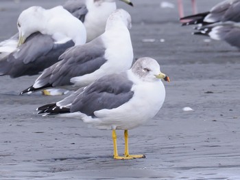 ウミネコ ふなばし三番瀬海浜公園 2023年9月25日(月)