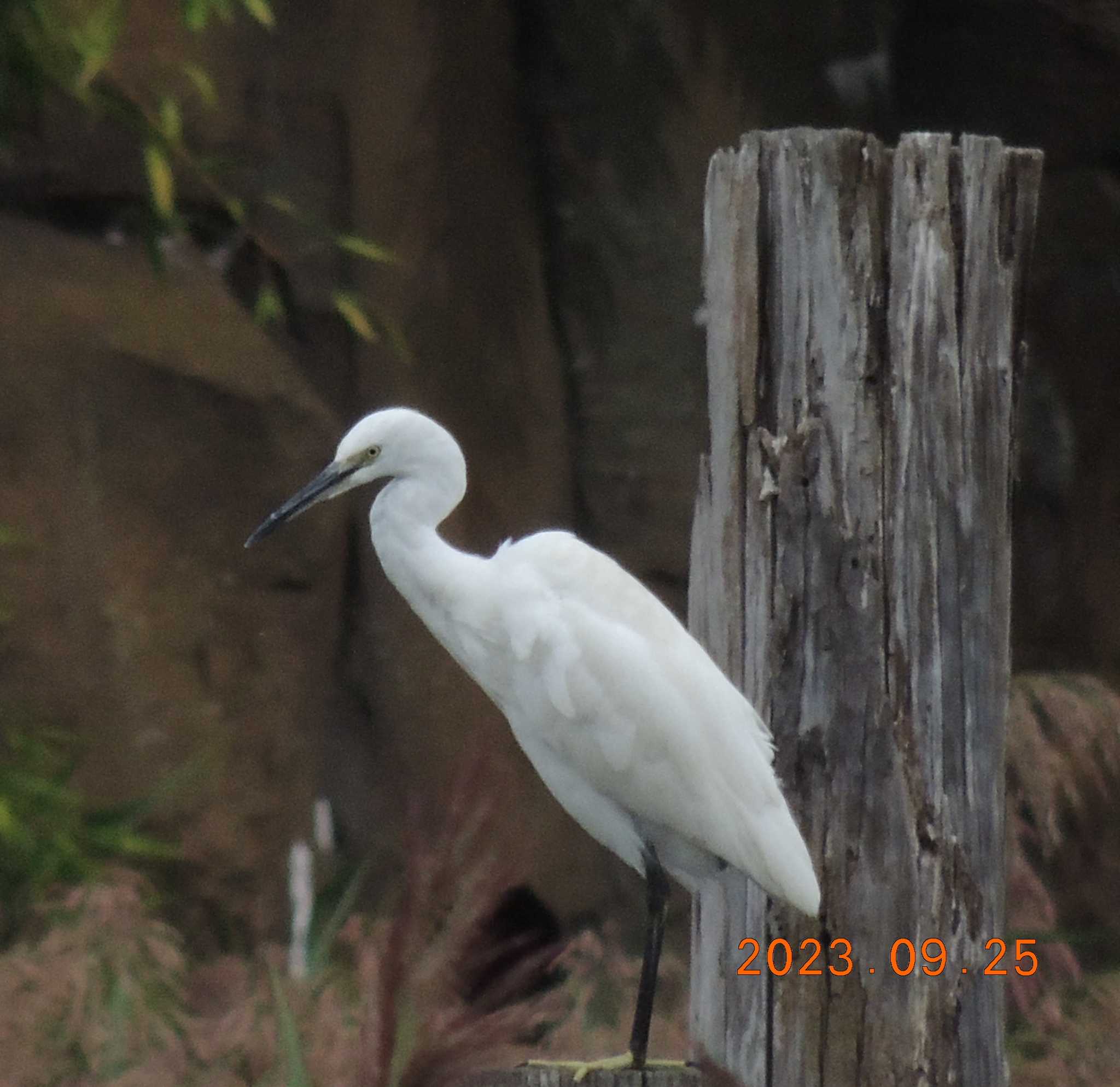 葛西臨海公園 コサギの写真