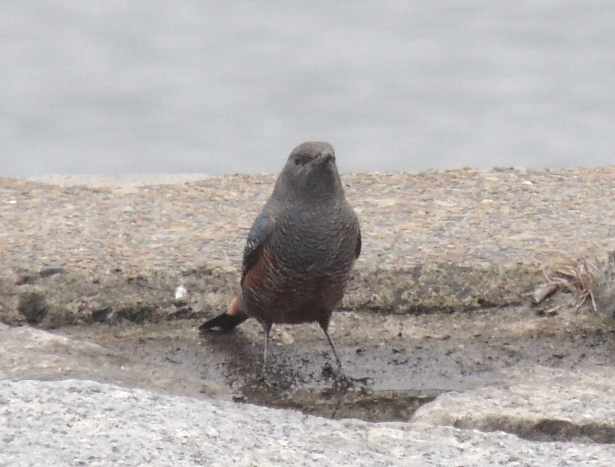 葛西臨海公園 イソヒヨドリの写真