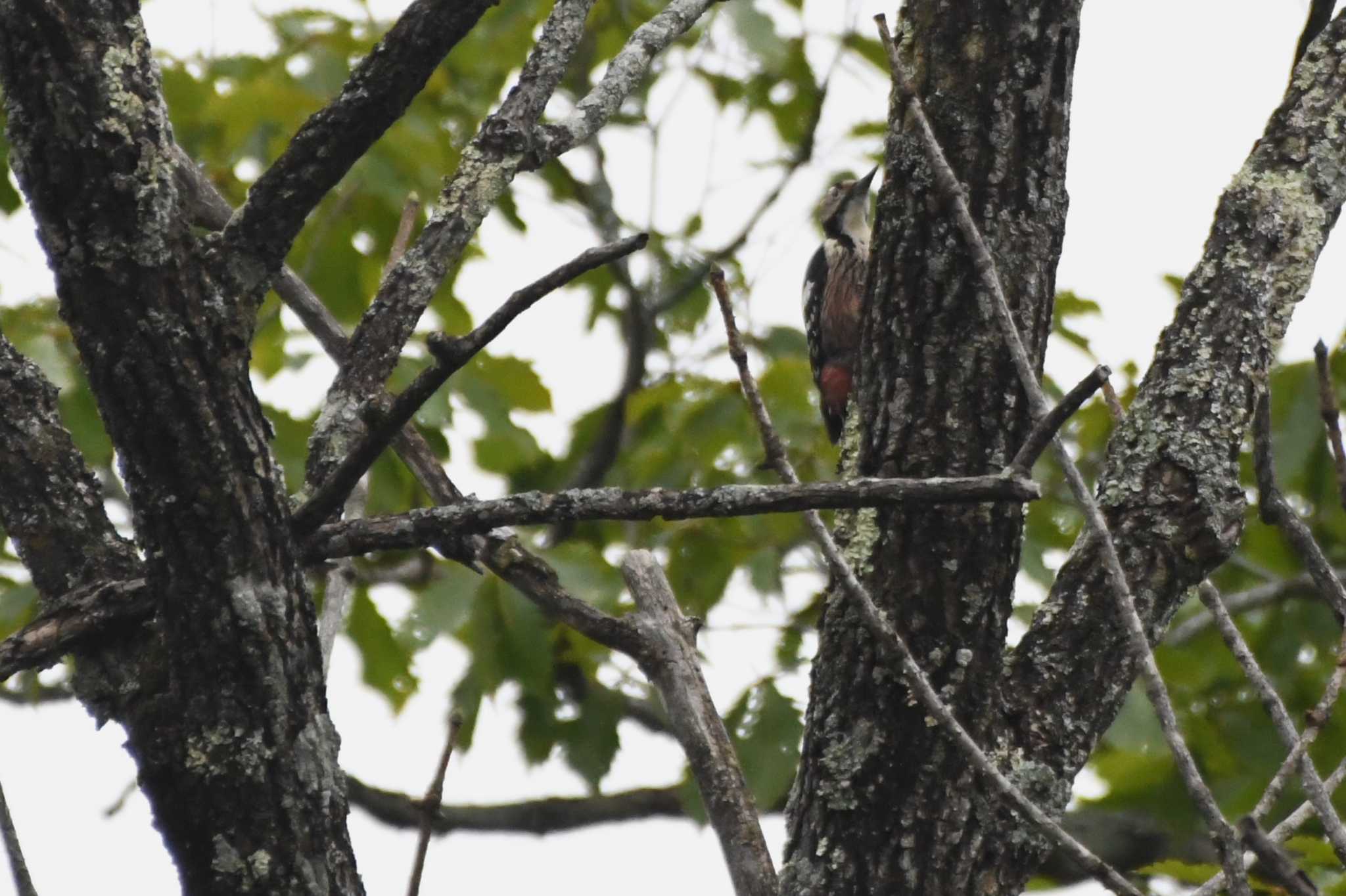 White-backed Woodpecker