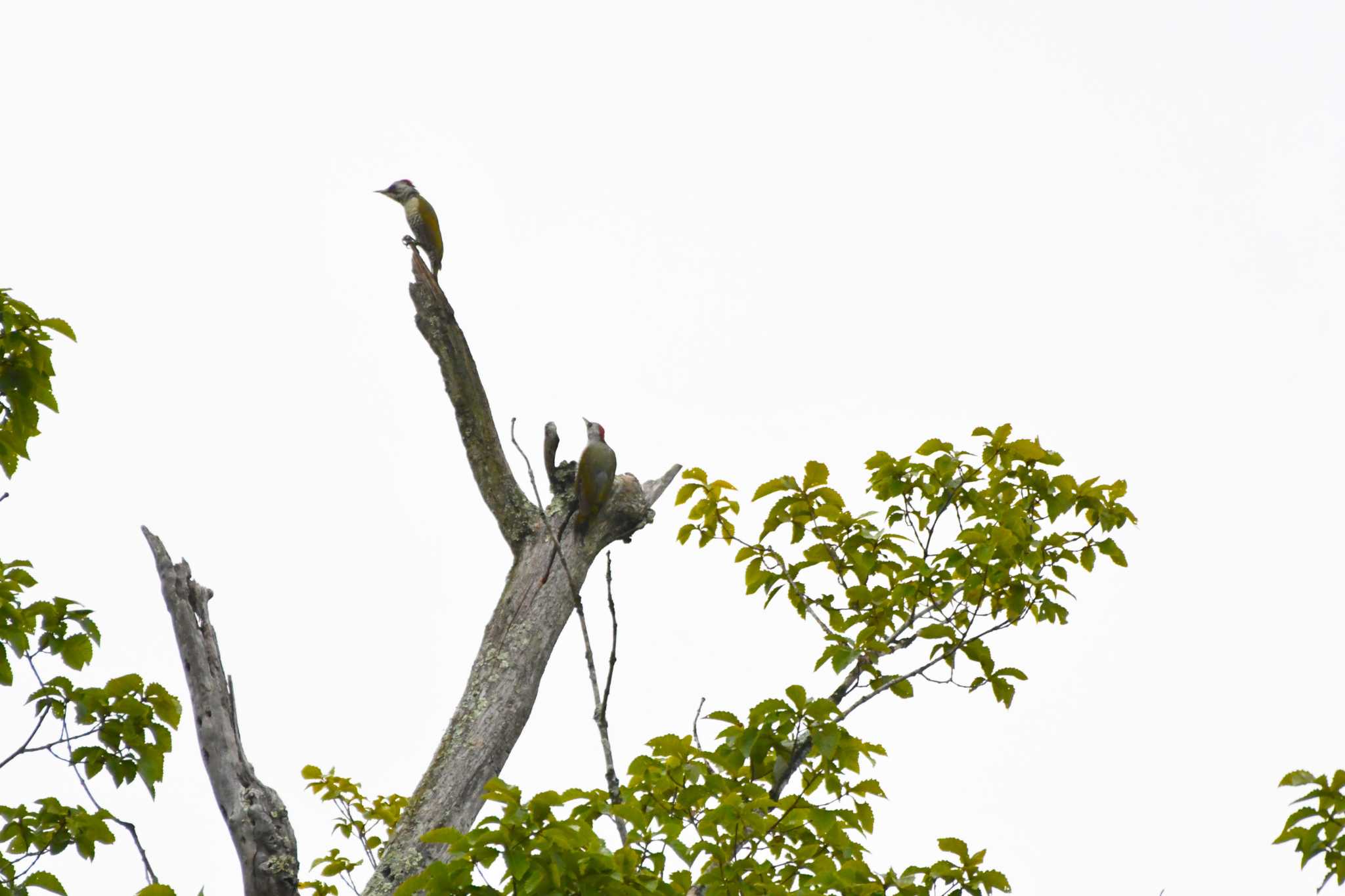 Japanese Green Woodpecker