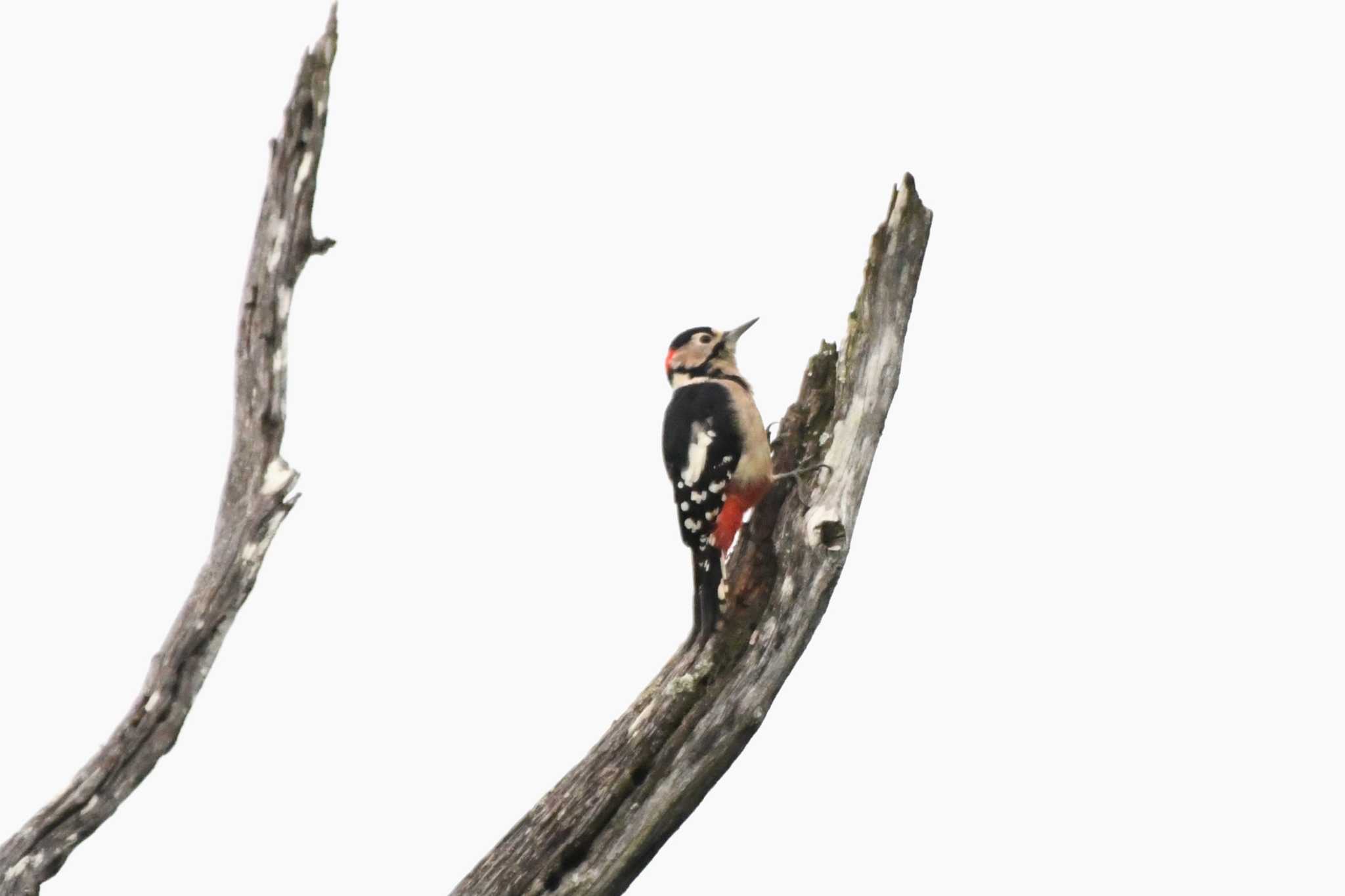 Photo of Great Spotted Woodpecker at 奥日光 by geto