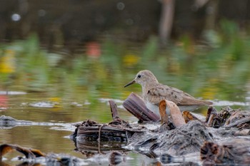 2023年9月21日(木) 稲敷市の野鳥観察記録