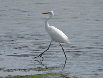 チュウサギ 東京港野鳥公園 2023年9月24日(日)