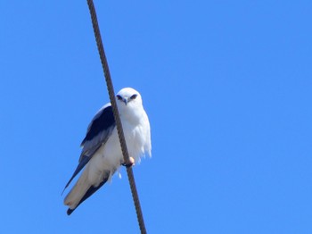 オーストラリアカタグロトビ Australian Botanic Garden(Mt Annan) 2023年9月24日(日)