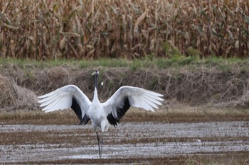 2023年9月25日(月) 長都沼(千歳市)の野鳥観察記録