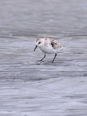 ミユビシギ ふなばし三番瀬海浜公園 2023年9月25日(月)