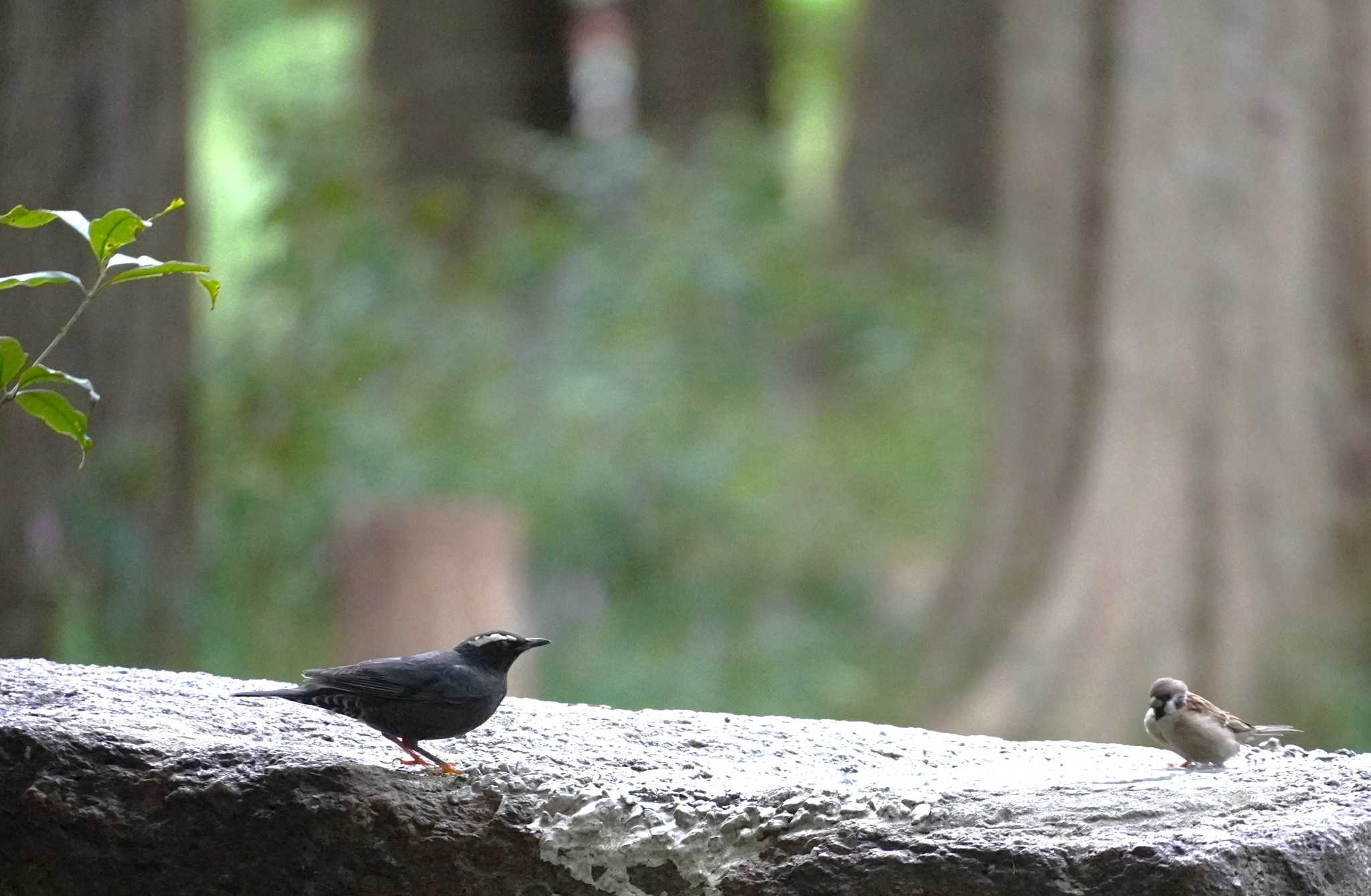 Siberian Thrush