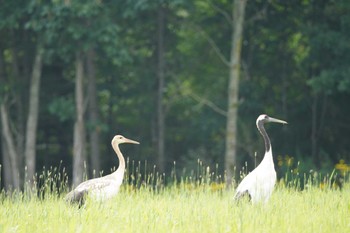 タンチョウ 北海道帯広市 2023年8月15日(火)