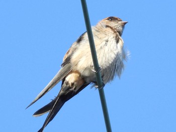 Red-rumped Swallow 下関黒井 Sun, 9/24/2023