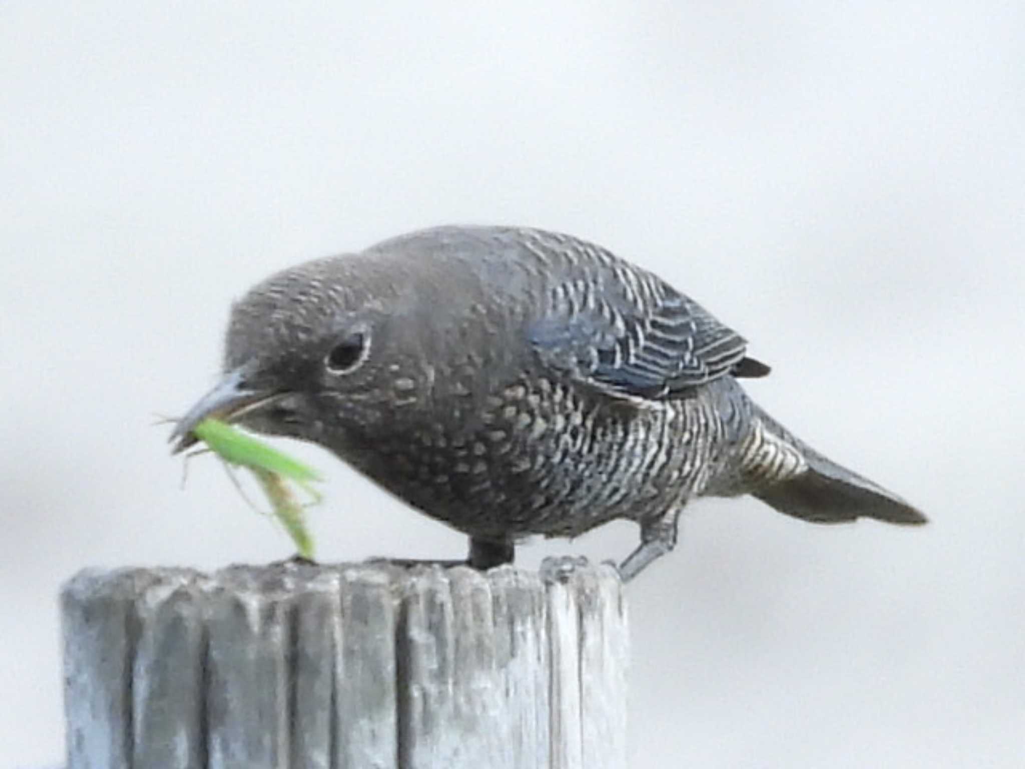 角島(山口県) イソヒヨドリの写真 by UTAKAZU自然観察日記