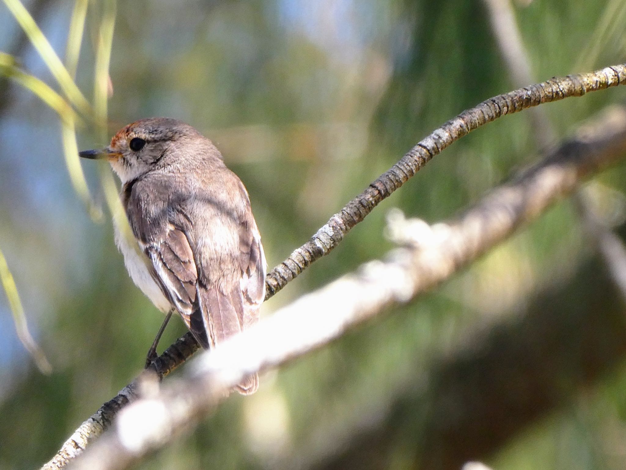 Australian Botanic Garden(Mt Annan) アカビタイサンショクヒタキの写真