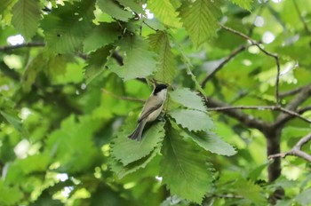 Marsh Tit Lake Toya (Toyako) Sun, 9/17/2023