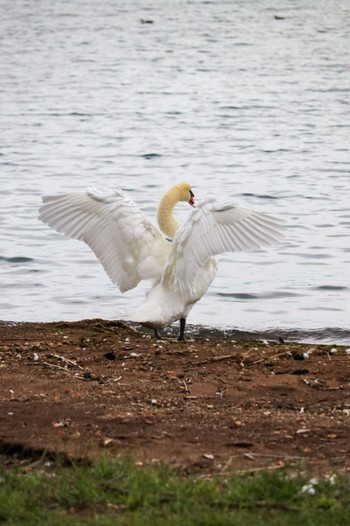 Mute Swan Lake Toya (Toyako) Sun, 9/17/2023