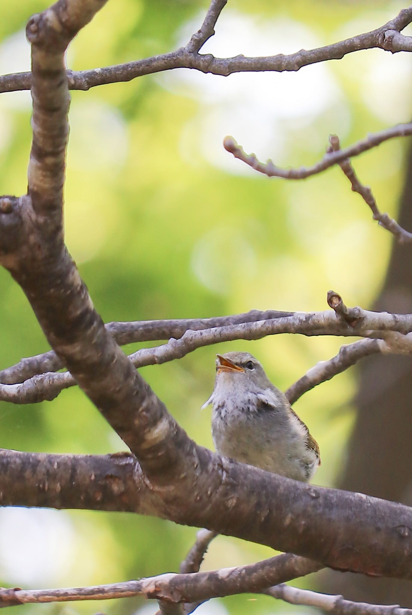 真駒内公園 ウグイスの写真