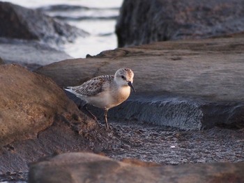 Red-necked Stint Kasai Rinkai Park Mon, 9/25/2023