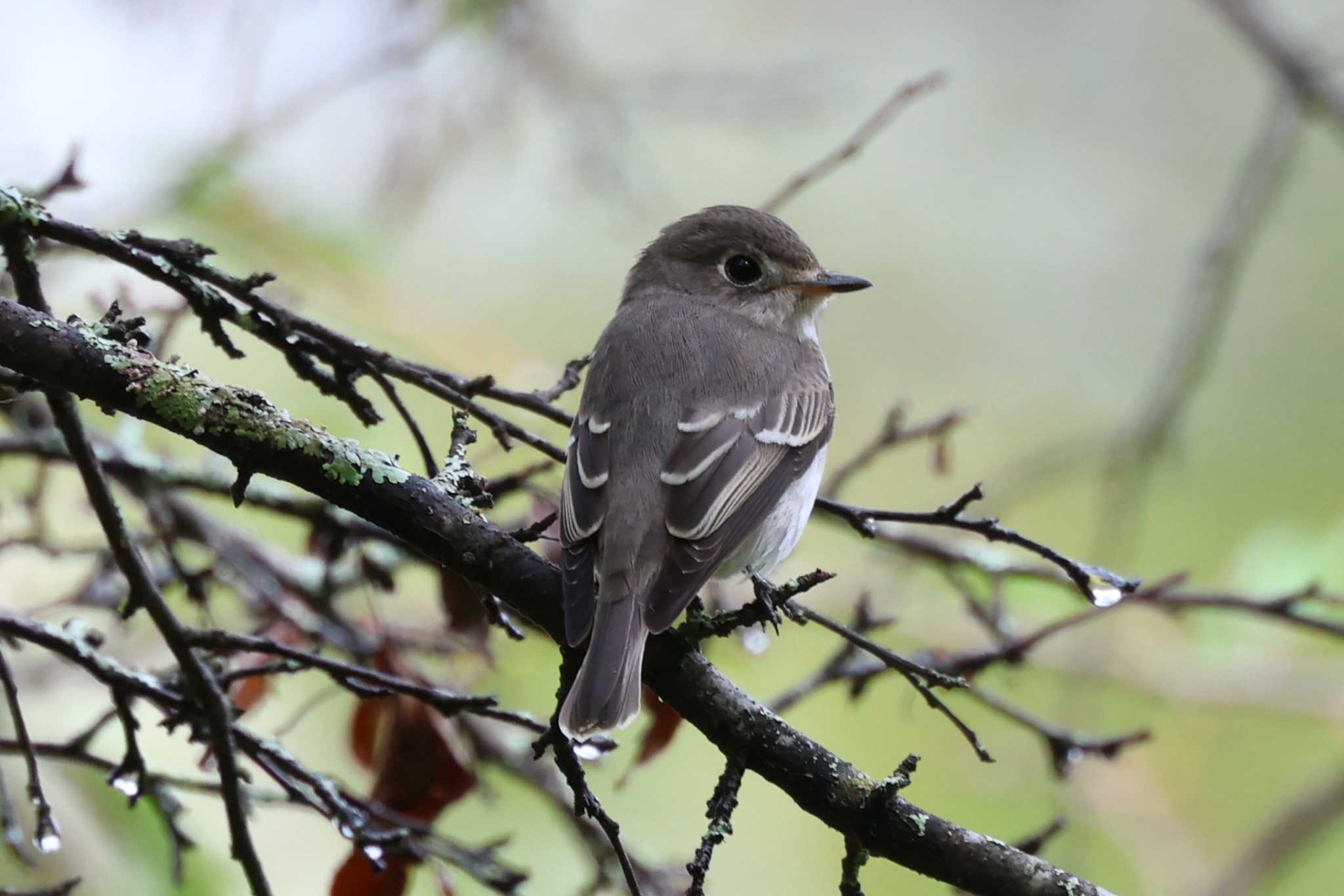 Dark-sided Flycatcher