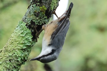 Sat, 9/23/2023 Birding report at Senjogahara Marshland