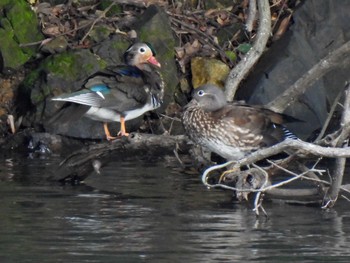 Mandarin Duck 各務原市内 Mon, 9/25/2023