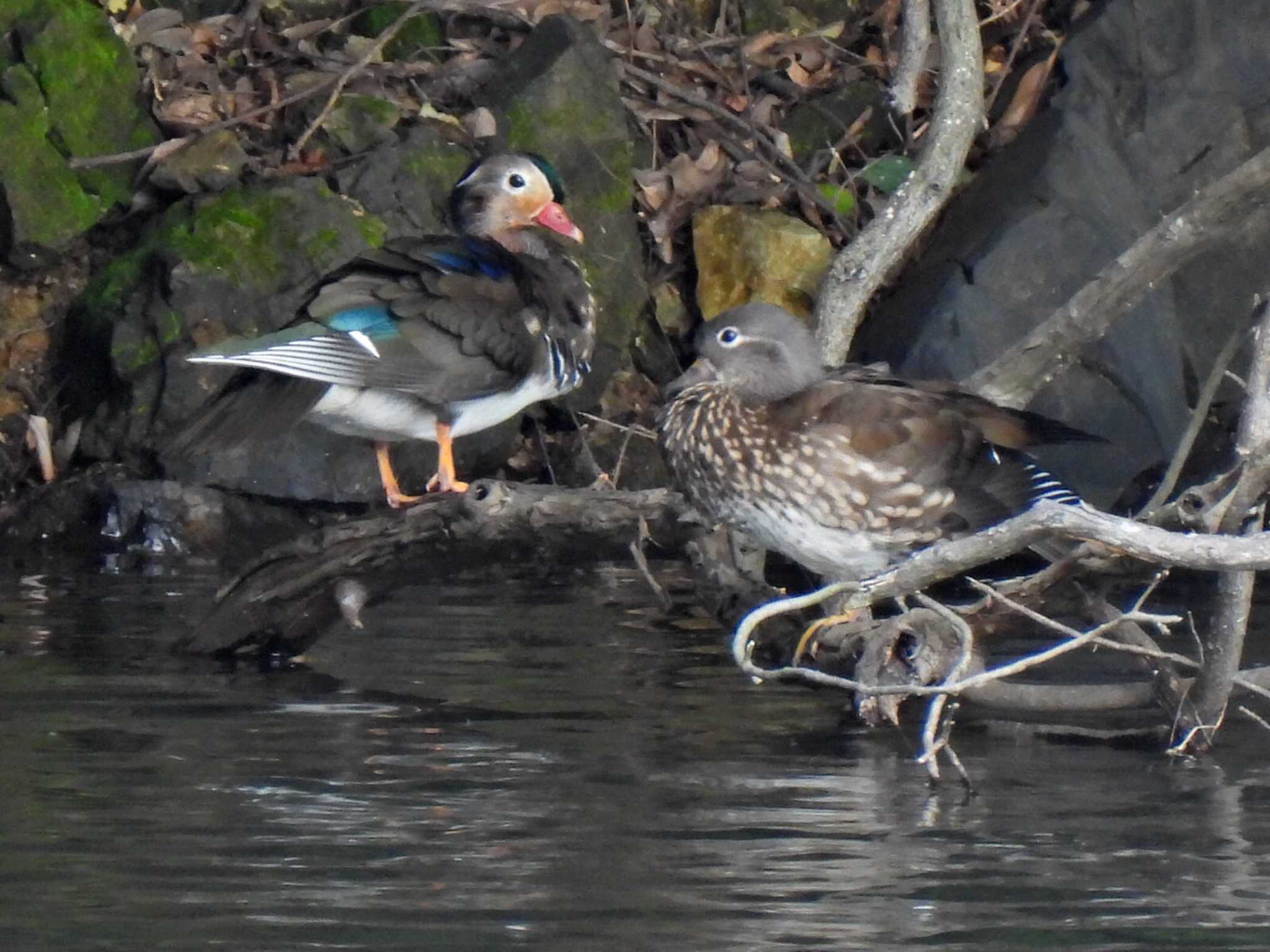 Photo of Mandarin Duck at 各務原市内 by 寅次郎