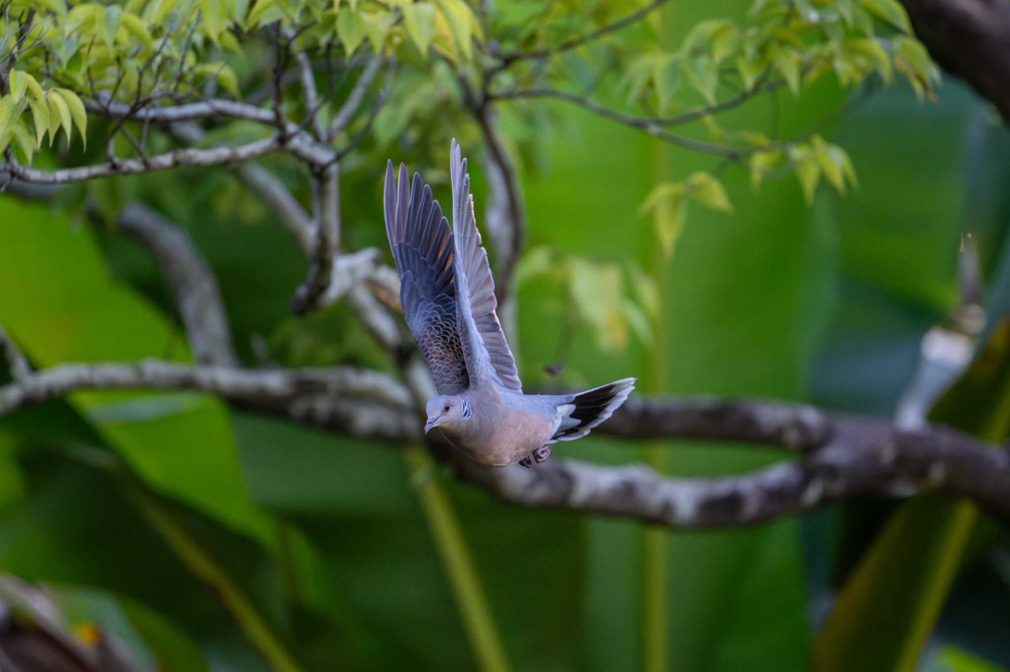 八景水谷公園 キジバトの写真