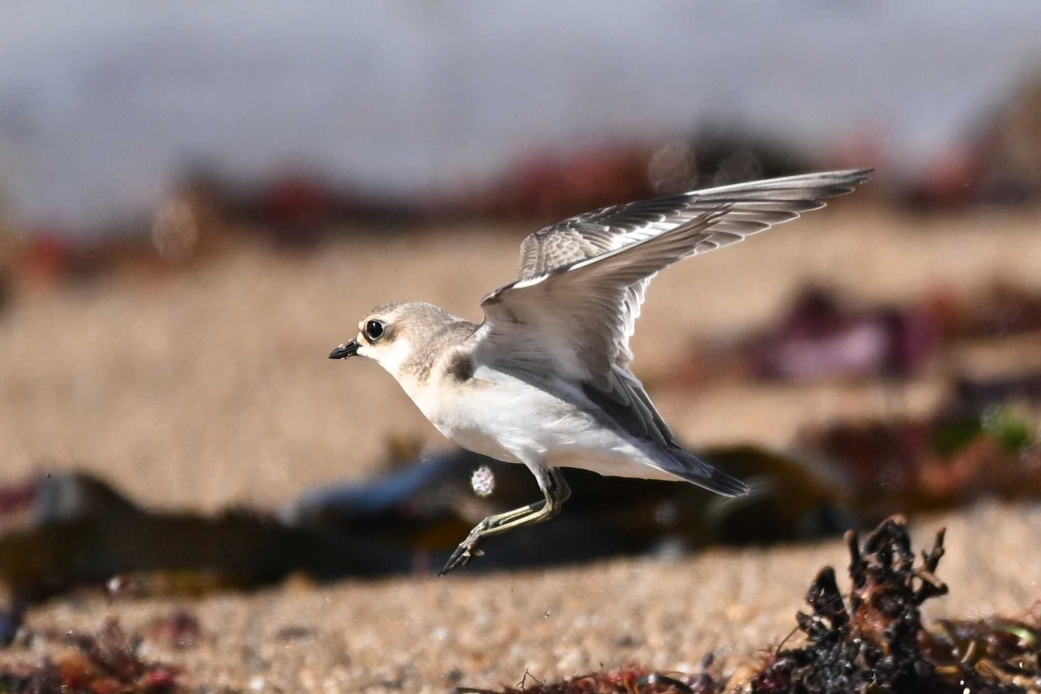 平磯海岸 メダイチドリの写真