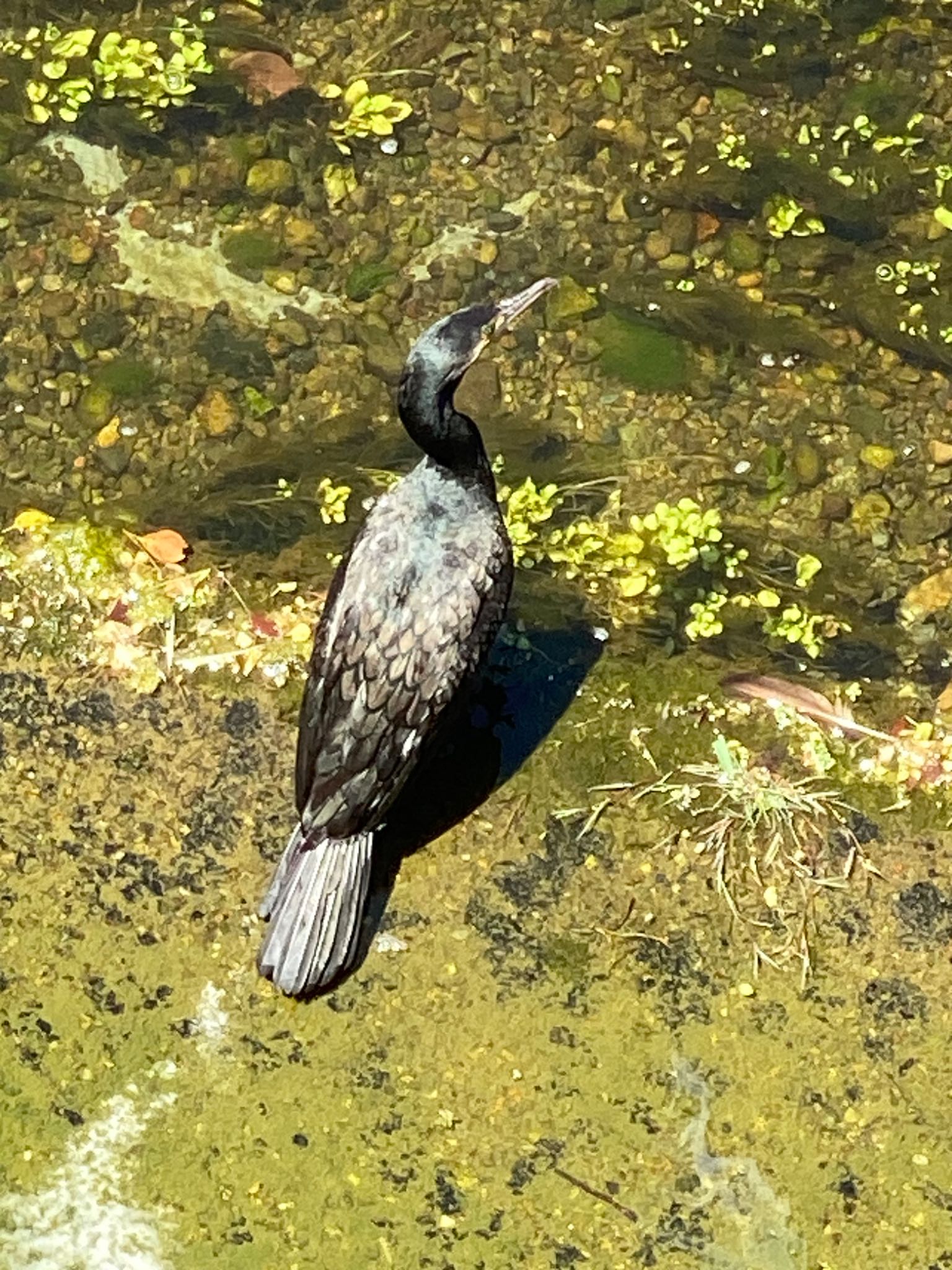 石神井川 カワウの写真