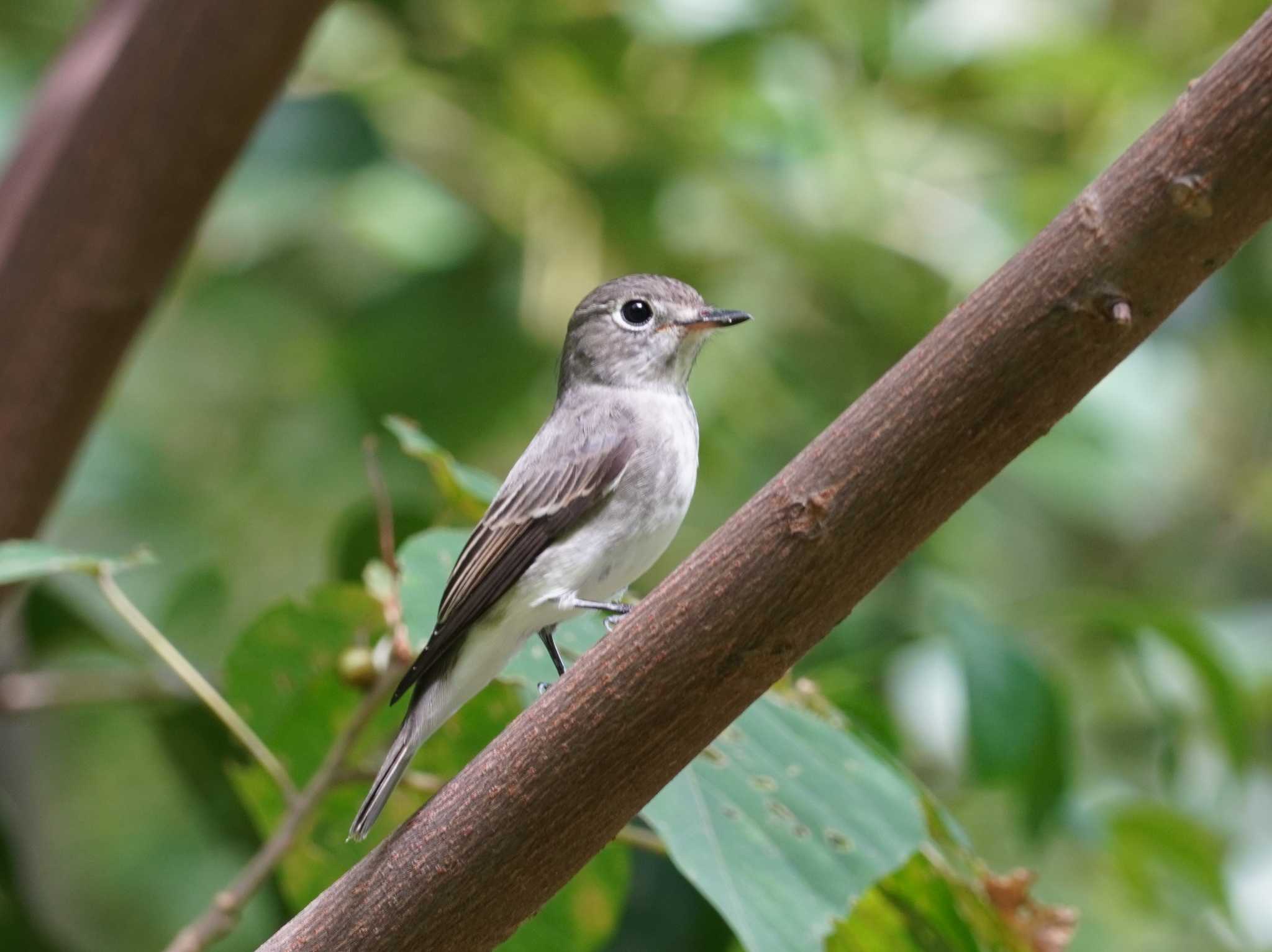 Asian Brown Flycatcher