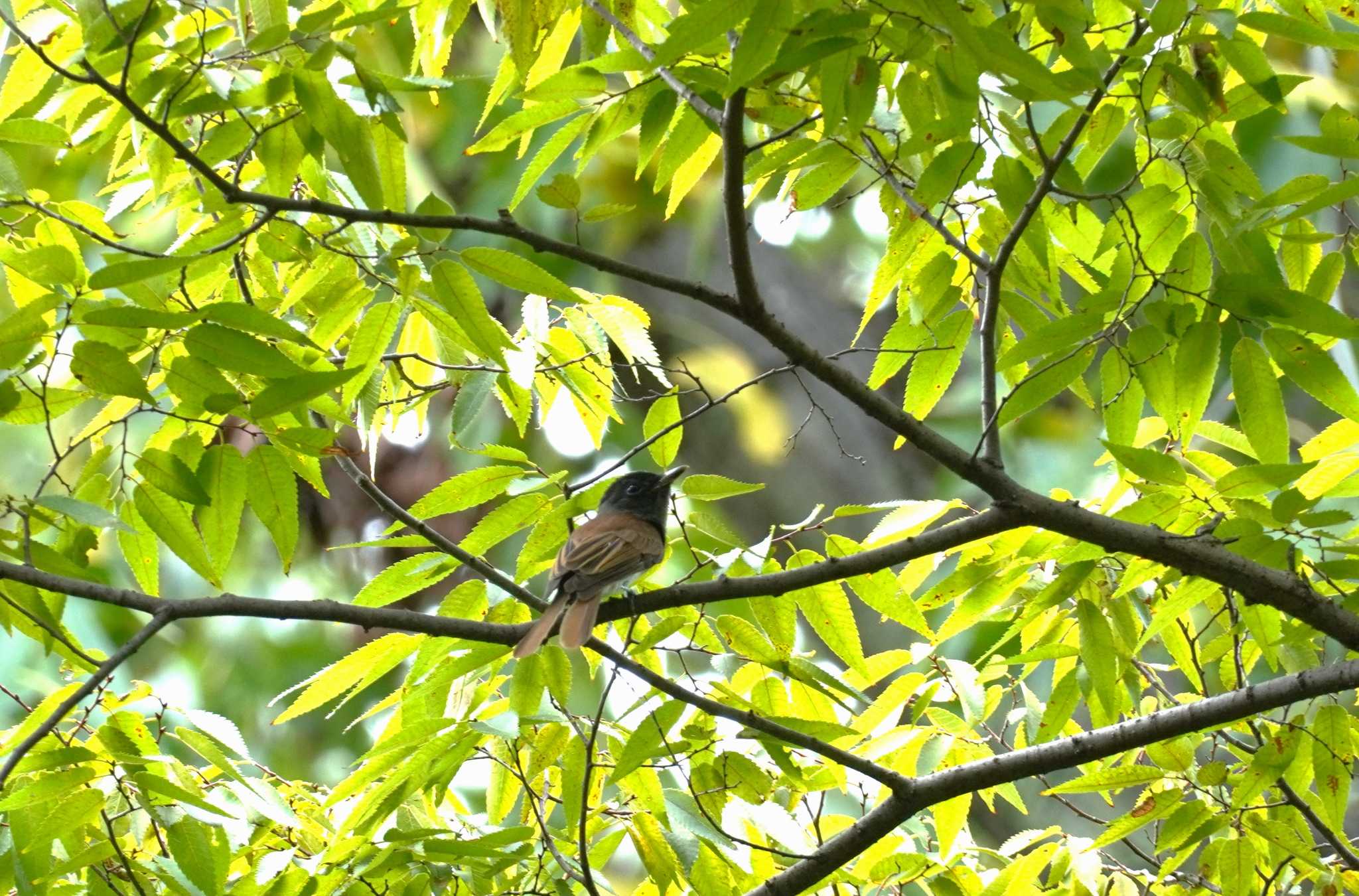 Black Paradise Flycatcher