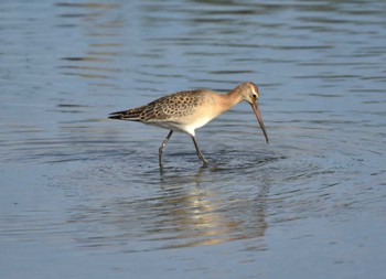 Black-tailed Godwit Isanuma Mon, 9/25/2023