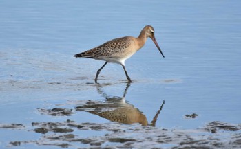 Black-tailed Godwit Isanuma Mon, 9/25/2023