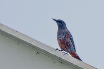 Sat, 9/23/2023 Birding report at 恩田川(鶴見川合流点付近)