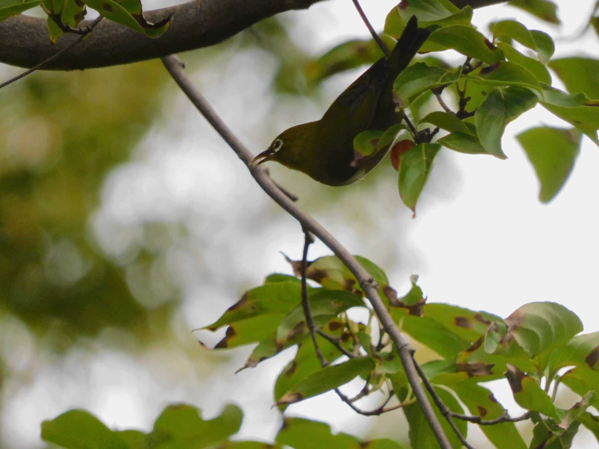 Photo of Warbling White-eye at Hibiya Park by woodnote1957