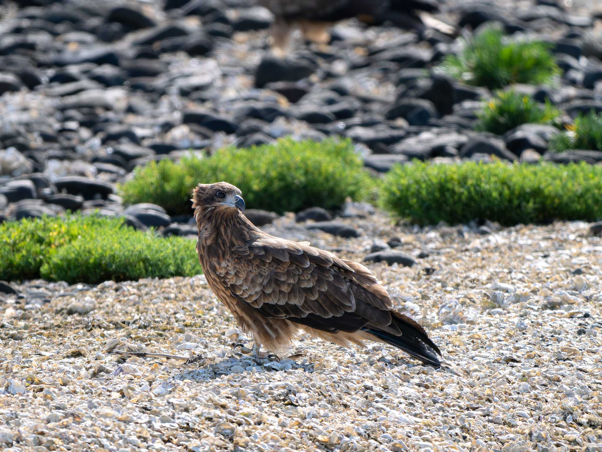 Black Kite