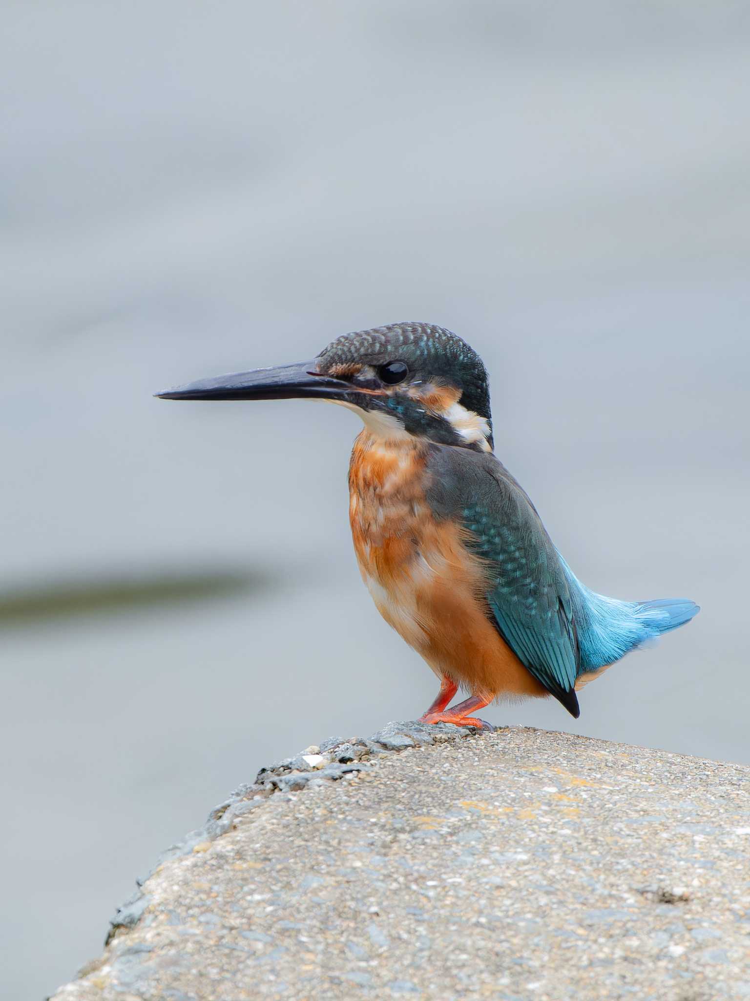 Common Kingfisher