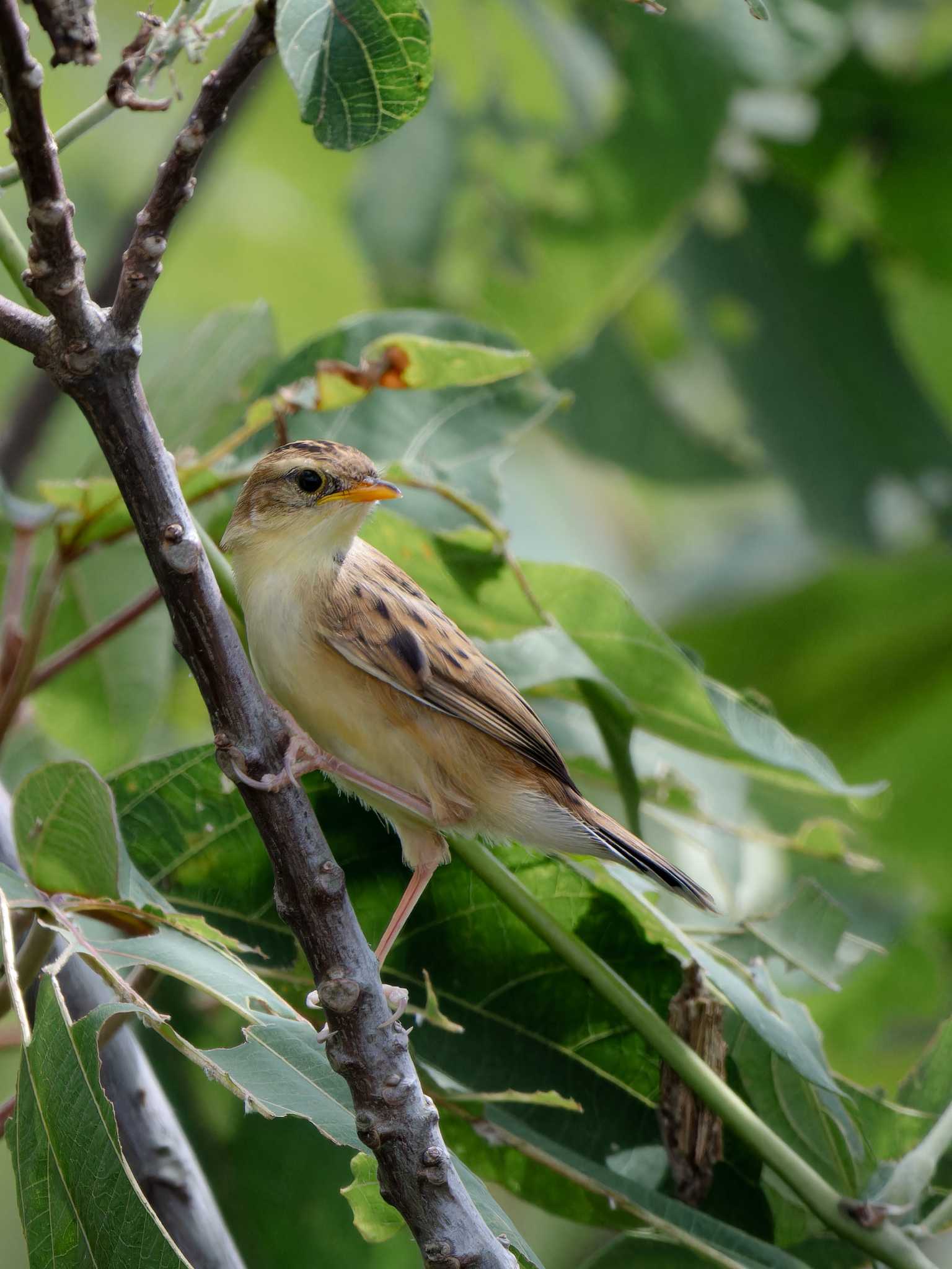 Zitting Cisticola