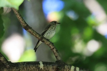 Grey-streaked Flycatcher 北海道 函館市 東山 Sun, 9/24/2023