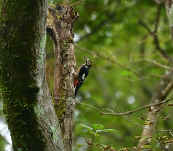 Great Spotted Woodpecker 十里木高原 Mon, 9/18/2023