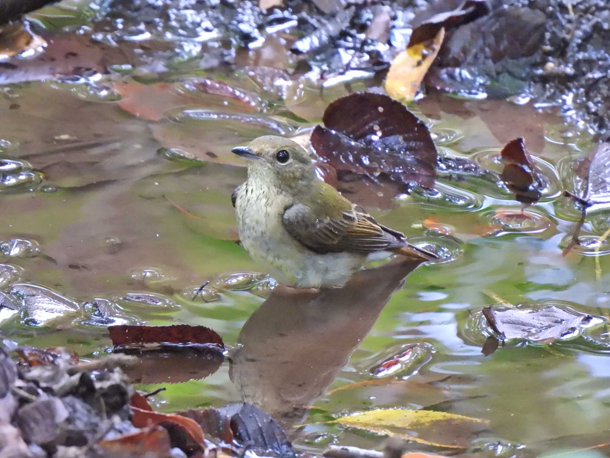 Narcissus Flycatcher