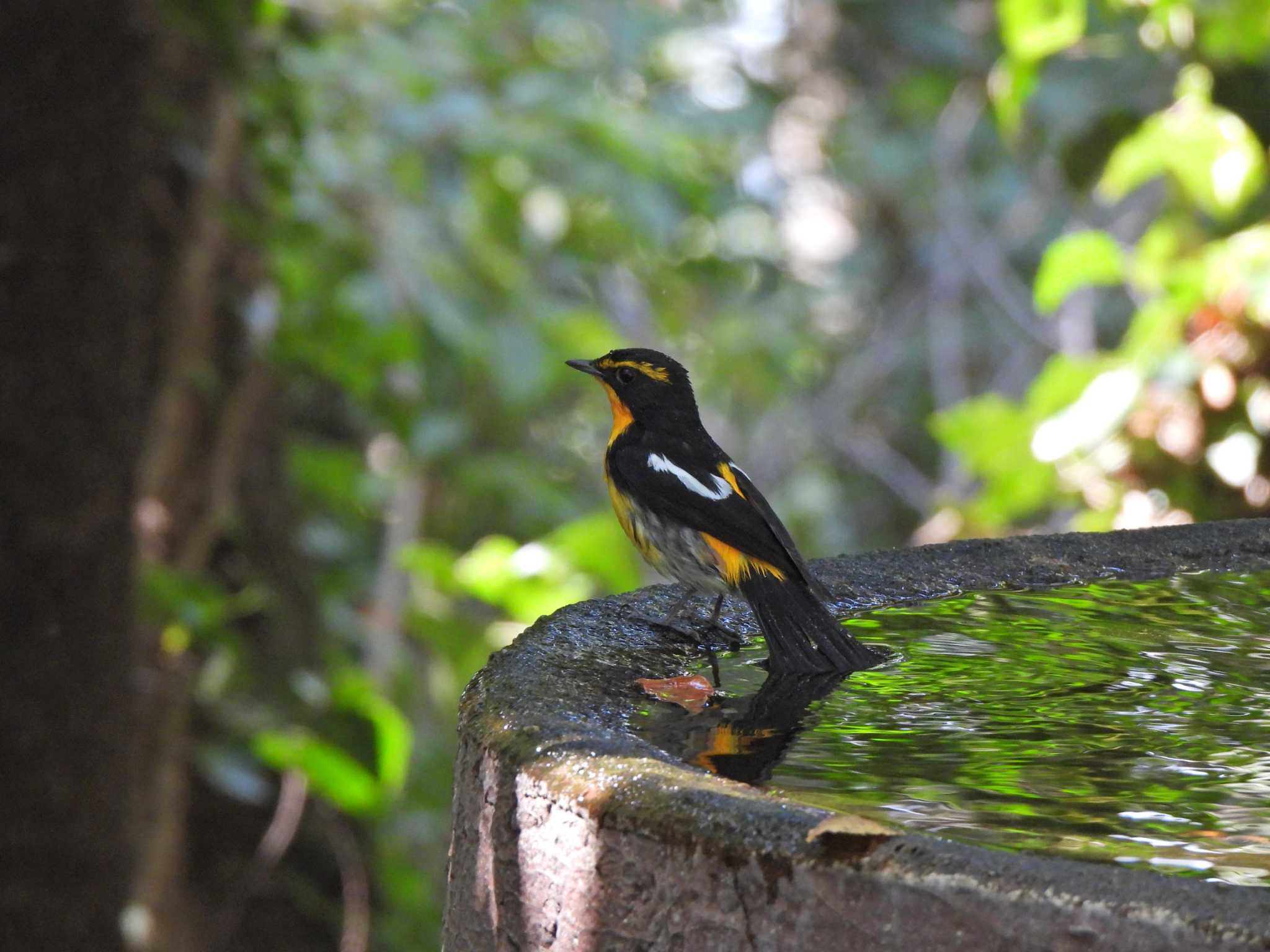 Narcissus Flycatcher