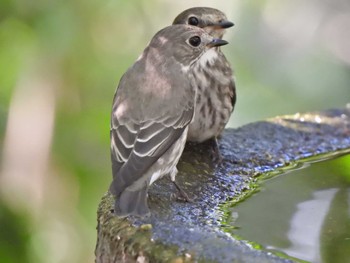 Mon, 9/25/2023 Birding report at 権現山(弘法山公園)