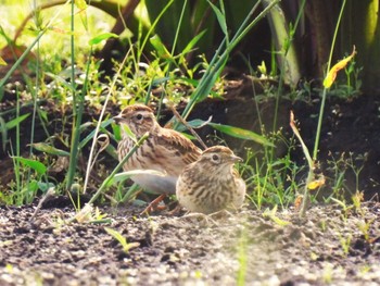 2023年9月24日(日) 見沼たんぼの野鳥観察記録