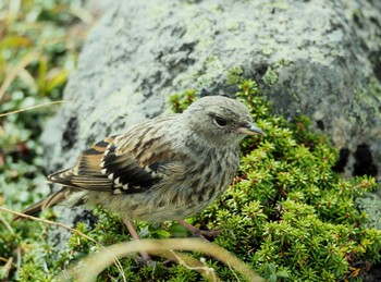 Alpine Accentor 乗鞍岳 Sat, 9/23/2023