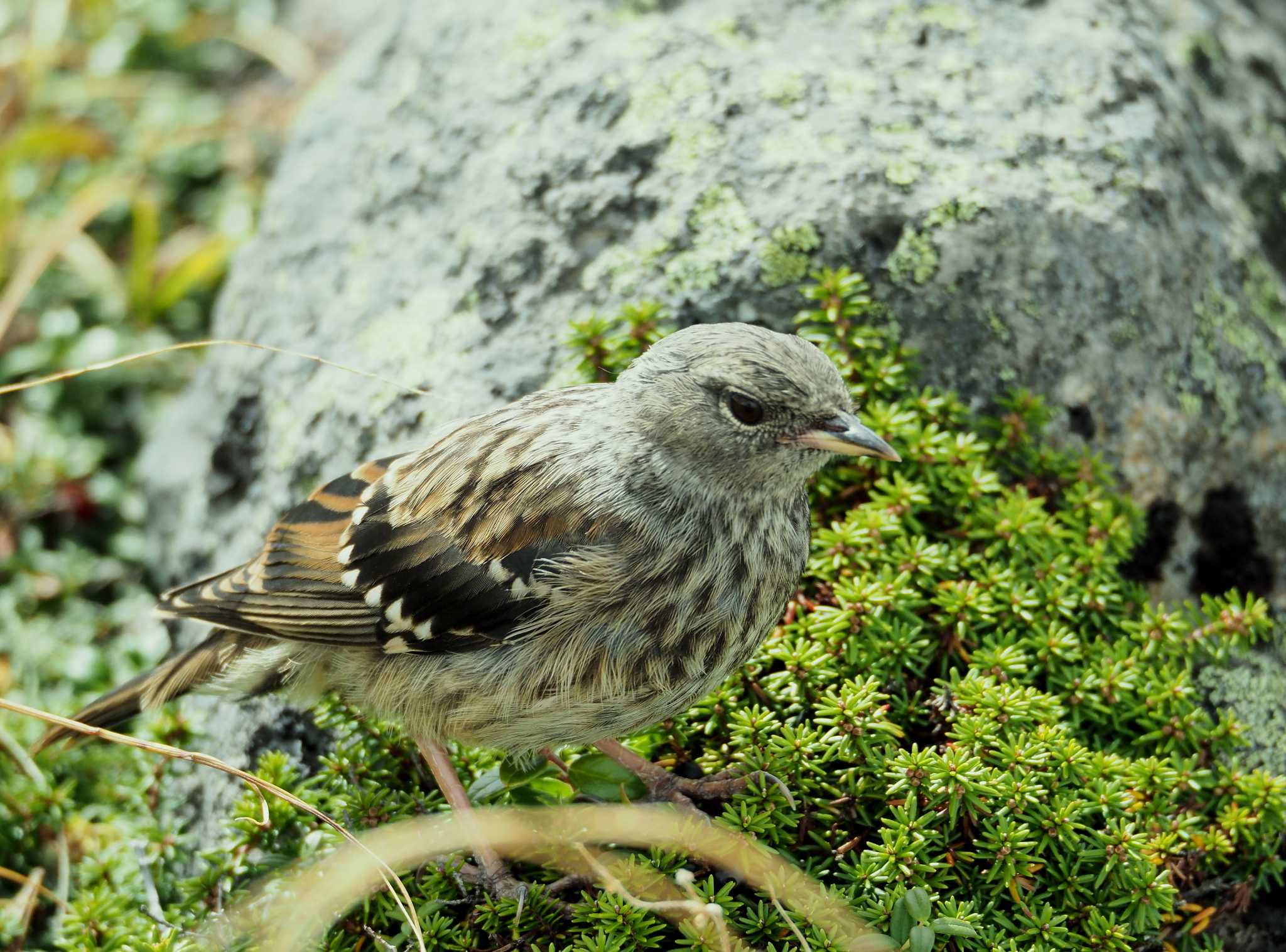 Photo of Alpine Accentor at 乗鞍岳 by 憧れのジャン