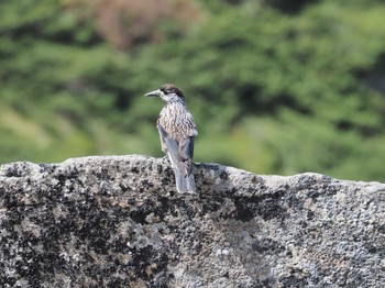 Spotted Nutcracker 乗鞍岳 Sat, 9/23/2023