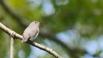 Asian Brown Flycatcher くろんど園地 Sat, 9/23/2023